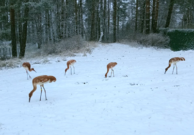 В Окском заповеднике птенцы стерхов готовятся к участию в племенной работе